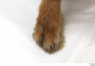 Hare  1 foot 0006.jpg